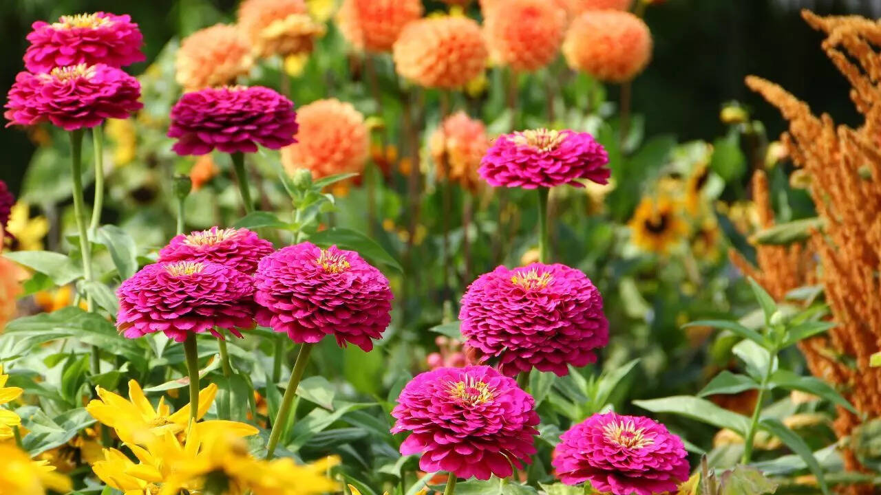 Stake, pinch, and deadhead for better blooms