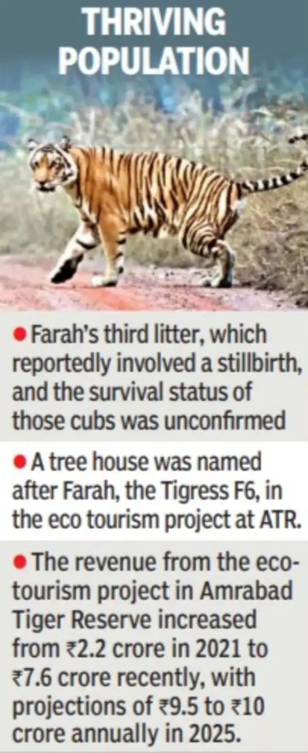 Amrabad Tiger Reserve in Telangana witnesses a remarkable tiger population resurgence.