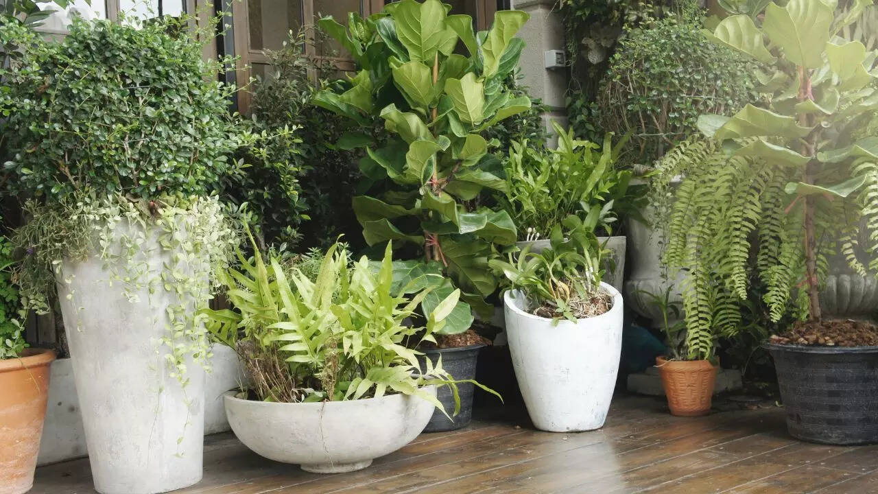 Shift pots and avoid overwatering