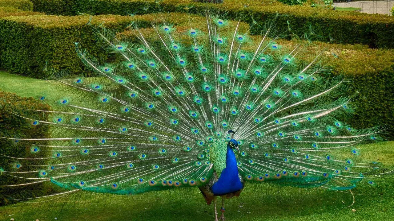 Indian blue peacock