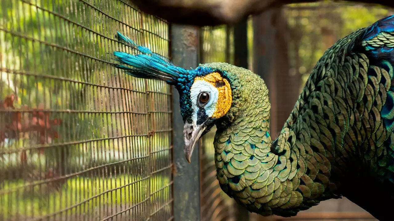 Green peafowl