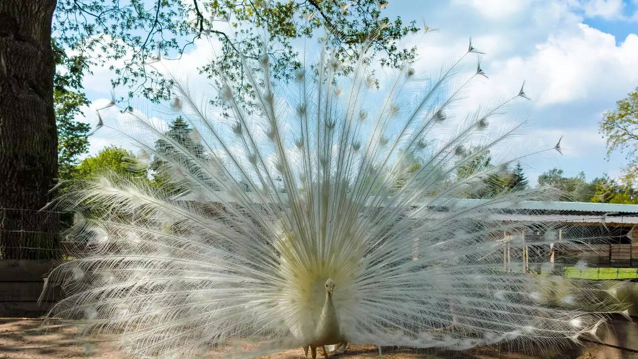 White peacock (leucistic)
