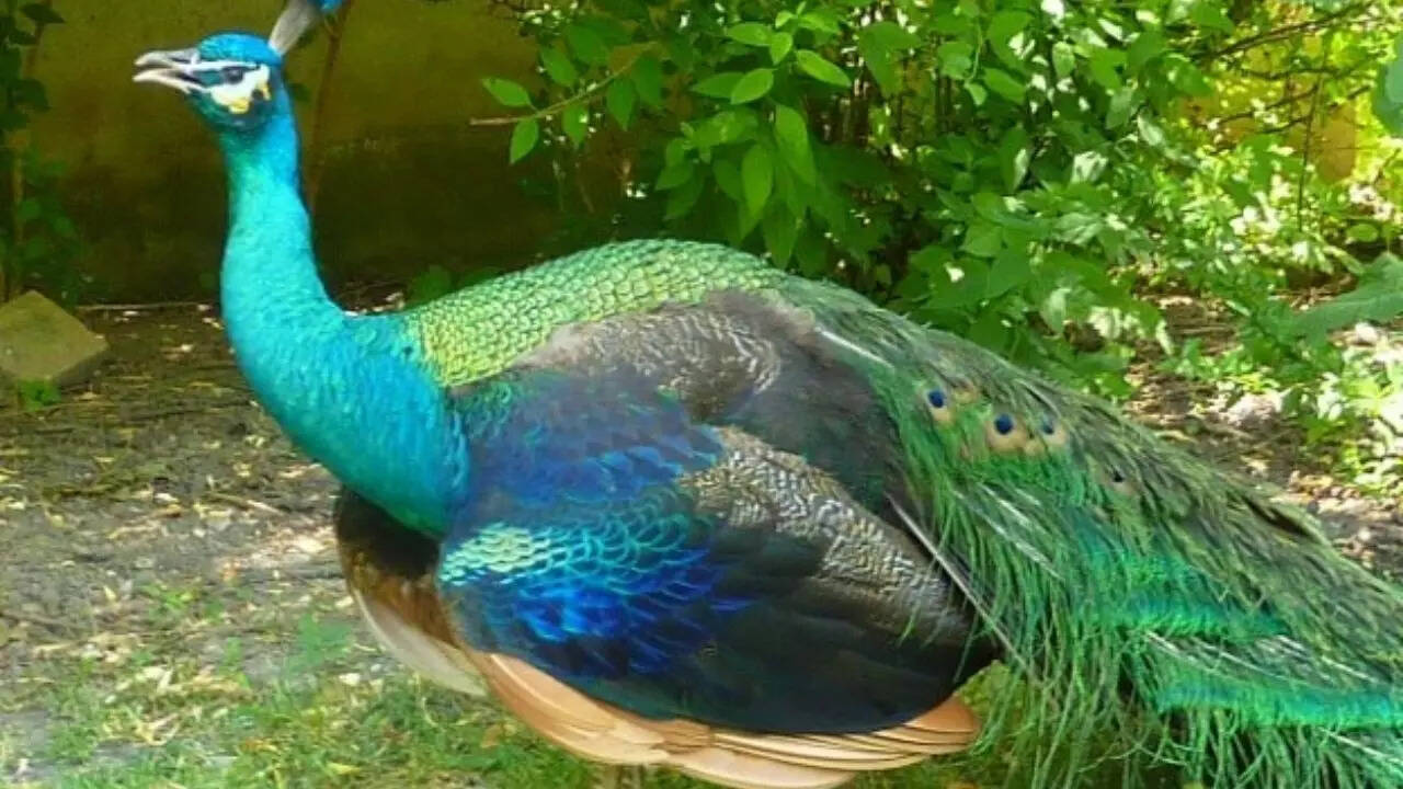 Spalding peacock