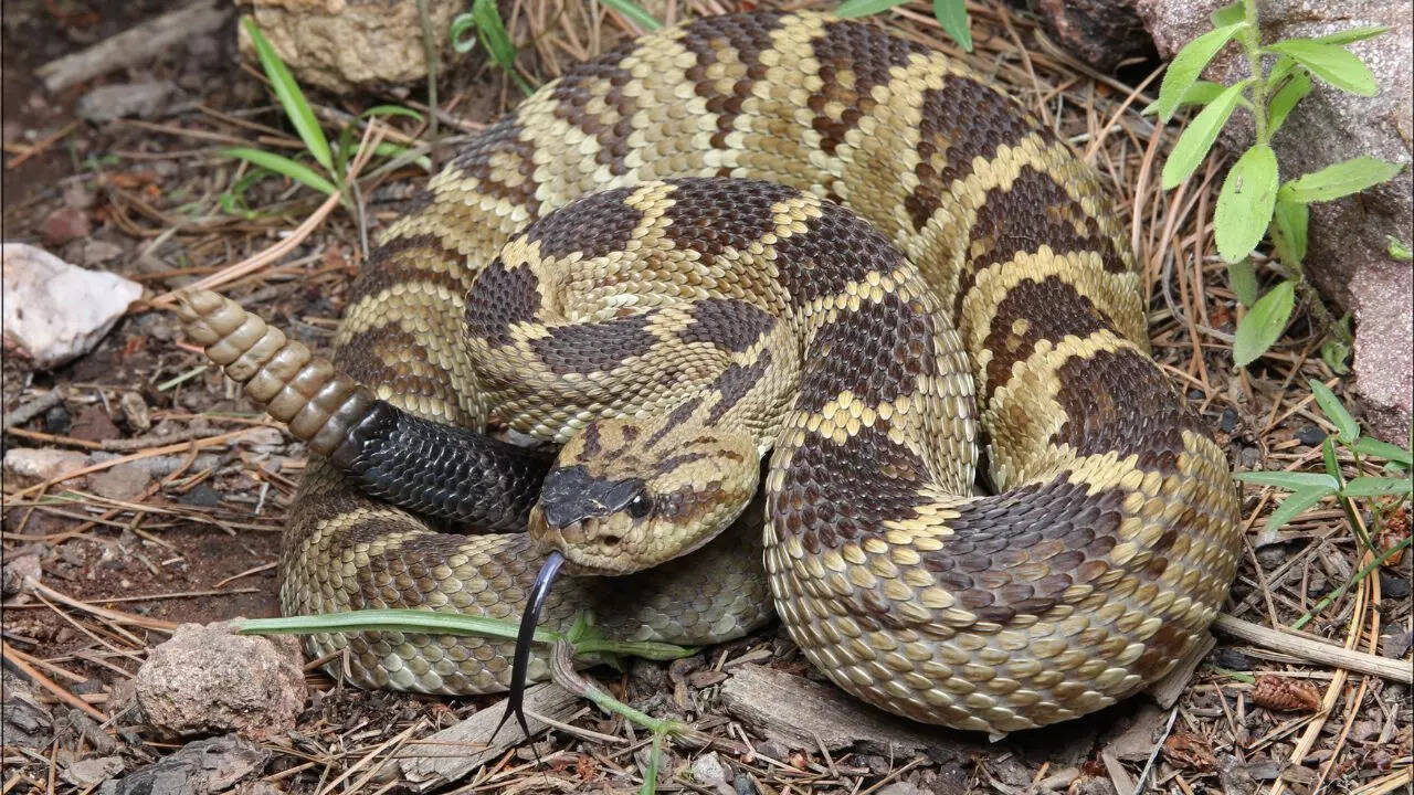 Rattlesnakes rattle