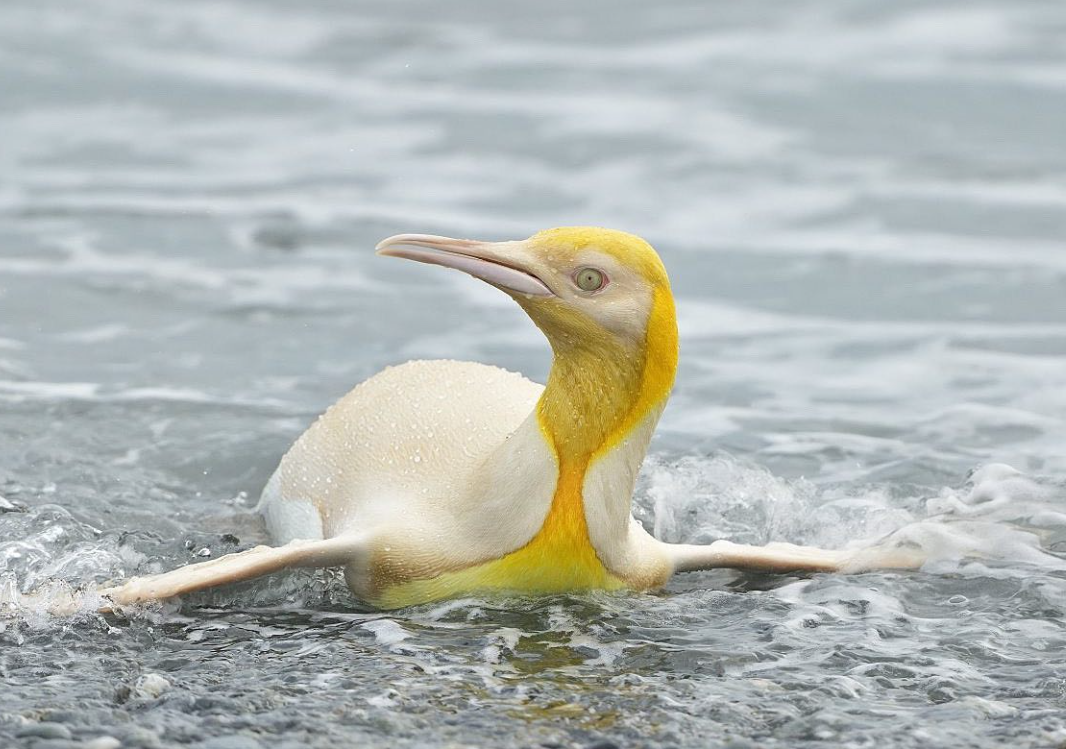 A rare golden penguin (Photo: Yves Adams)