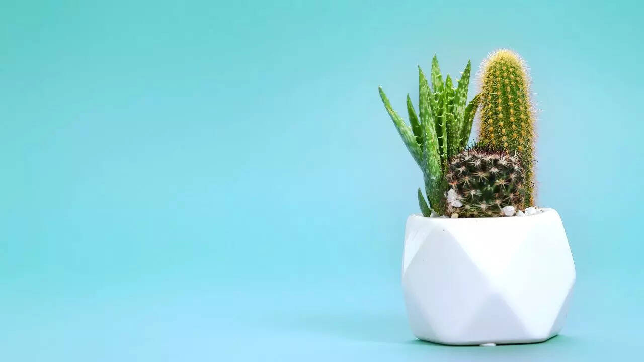 Cactus