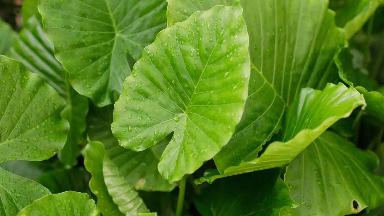Caladium (Elephant ear plant)