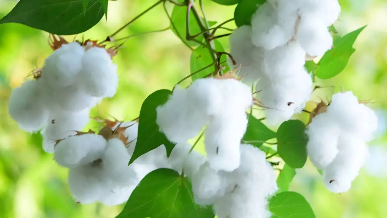 ​​Cotton plants