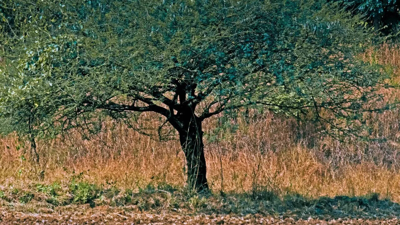Babul plant (Acacia nilotica)