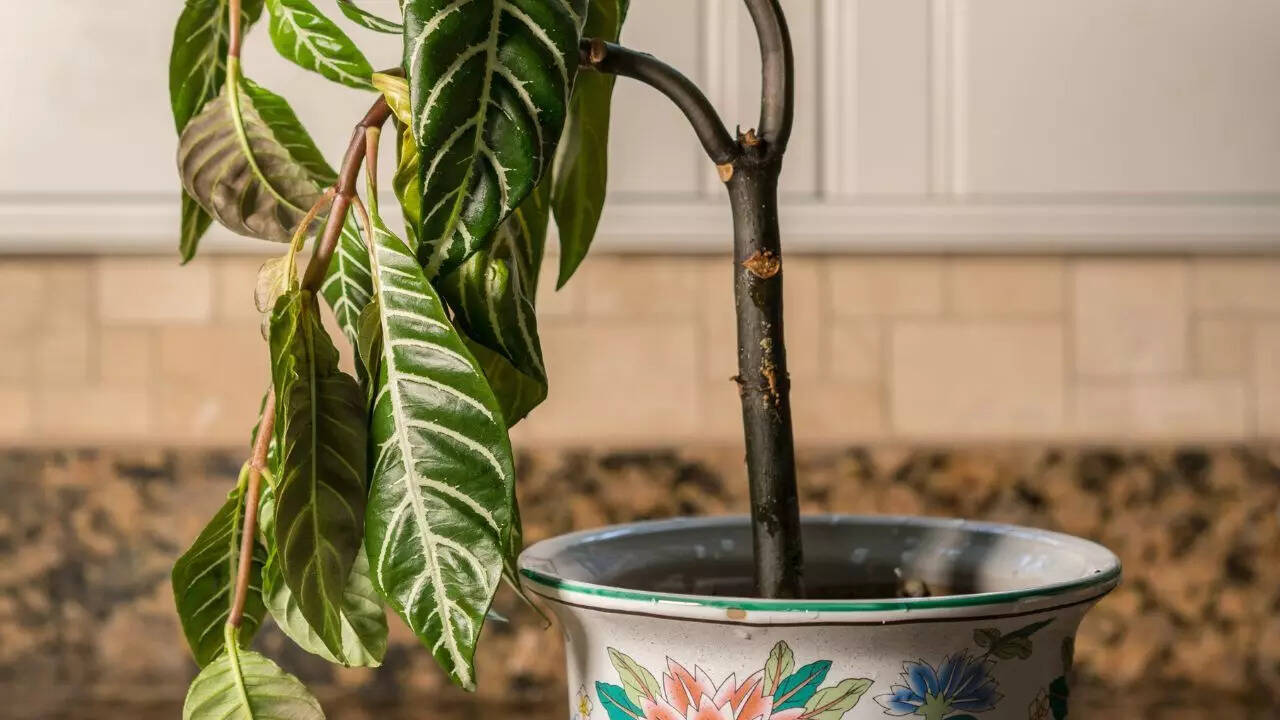 Dead or dying plants