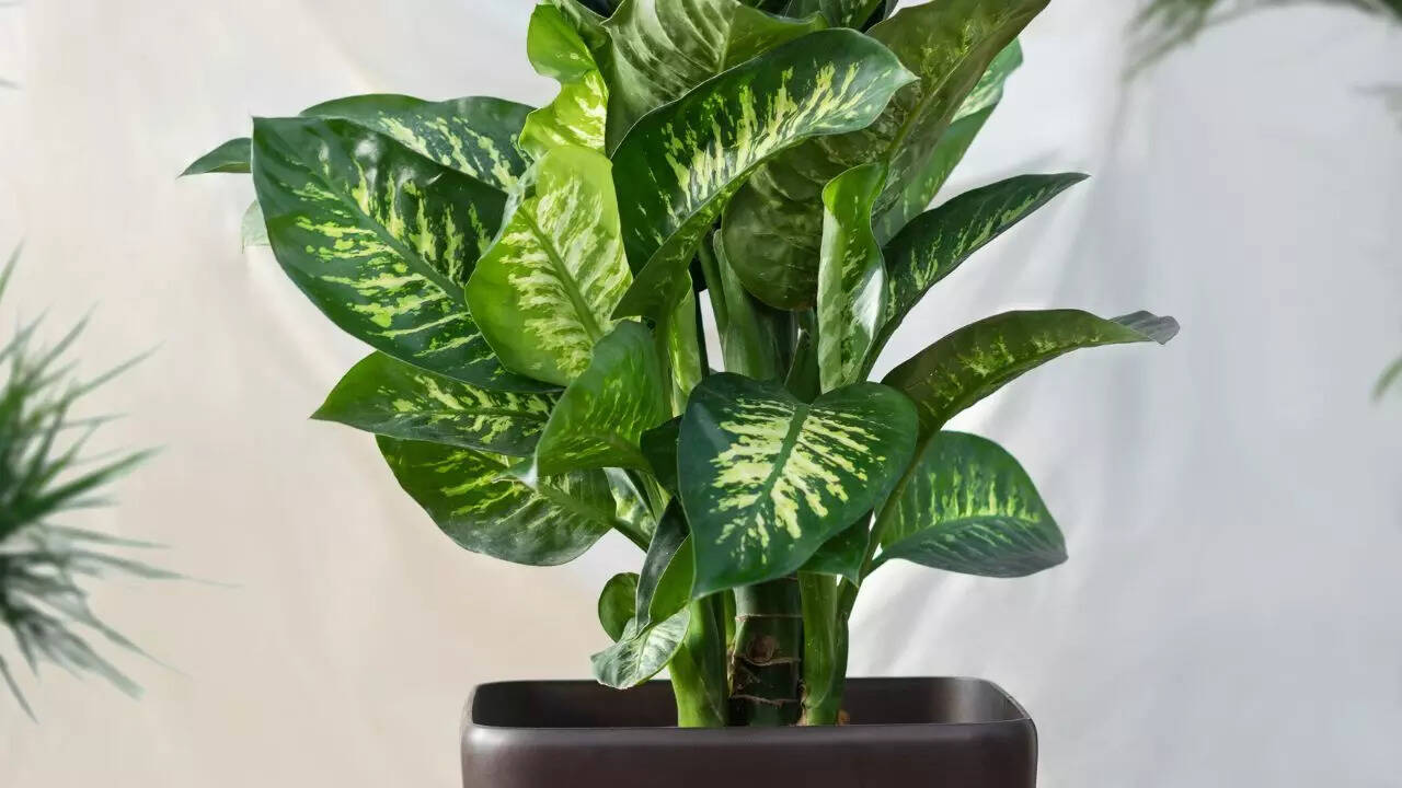Dieffenbachia (Dumb cane)
