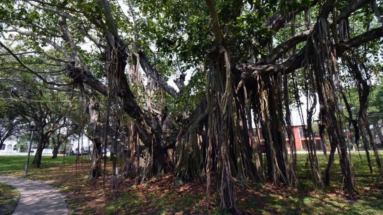 Banyan tree (Ficus benghalensis)