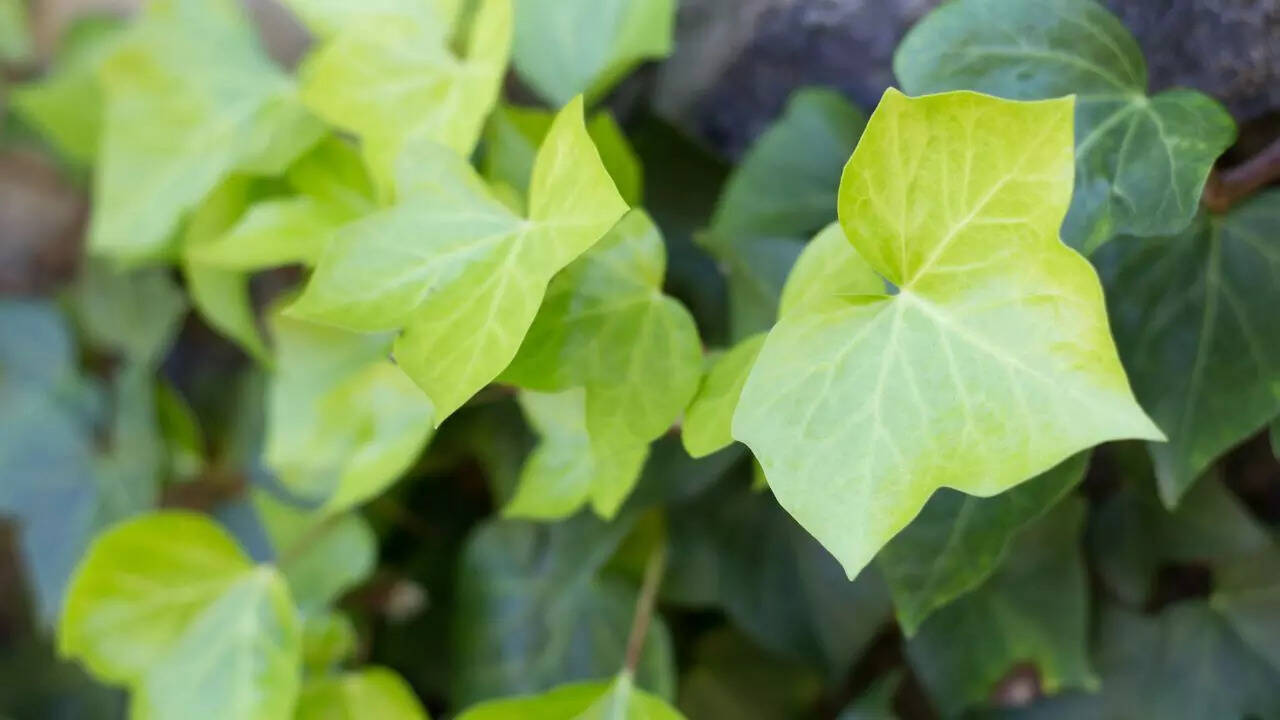 English ivy (Hedera helix)