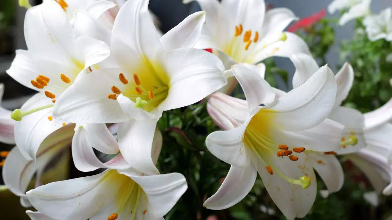Lilies