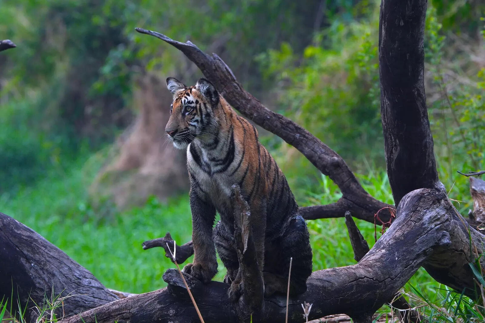 A juvenile male targeting a Prey at Karandhla