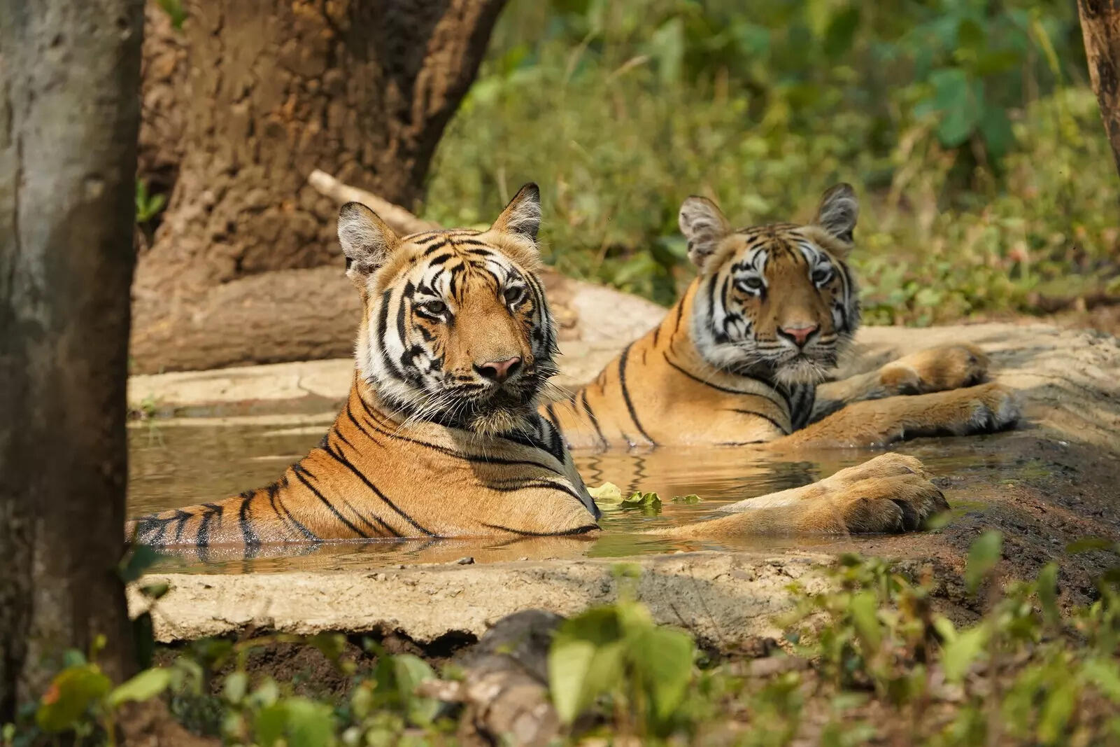 Siblings at rest