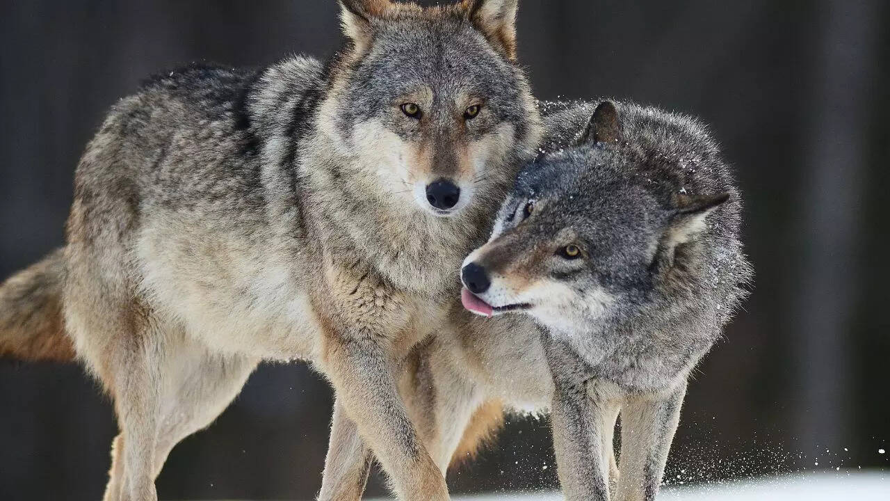 Wolves
