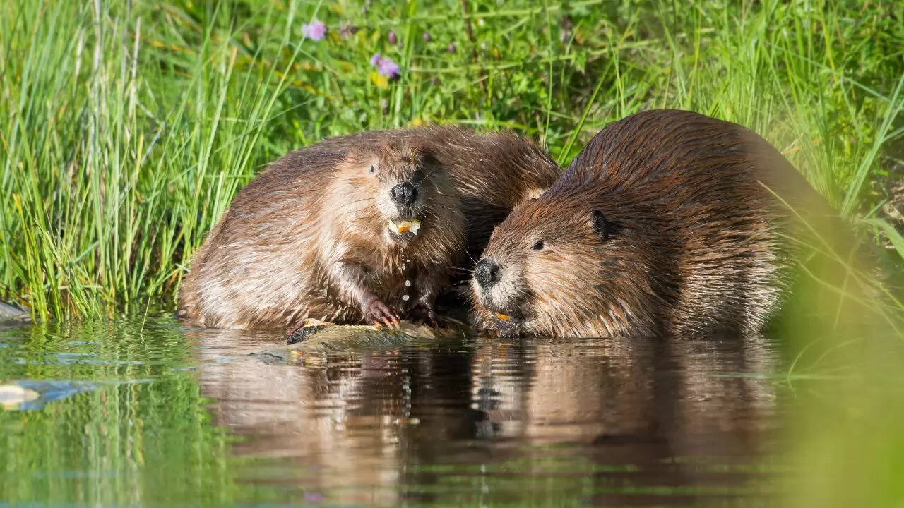 Beavers