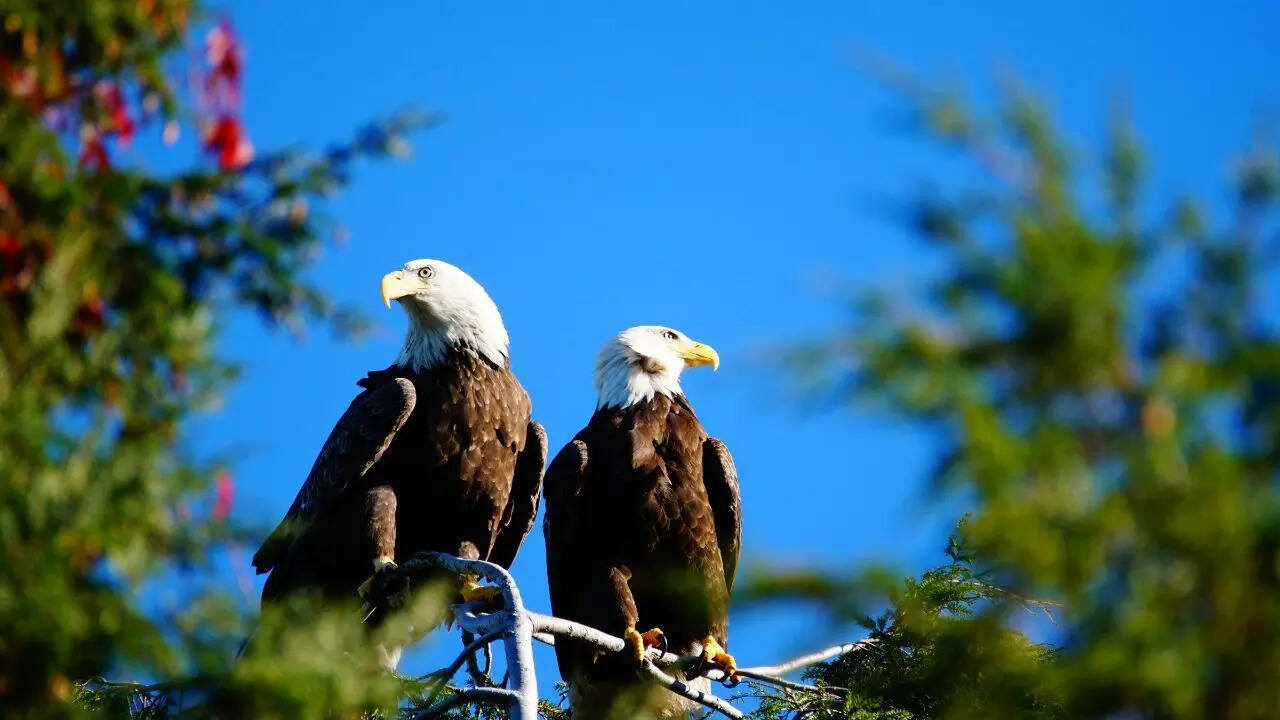 Bald eagles