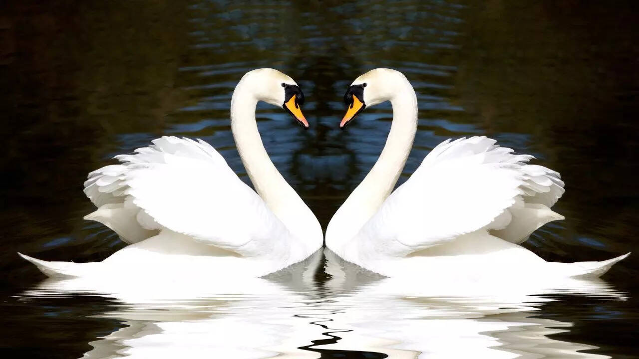 Swans