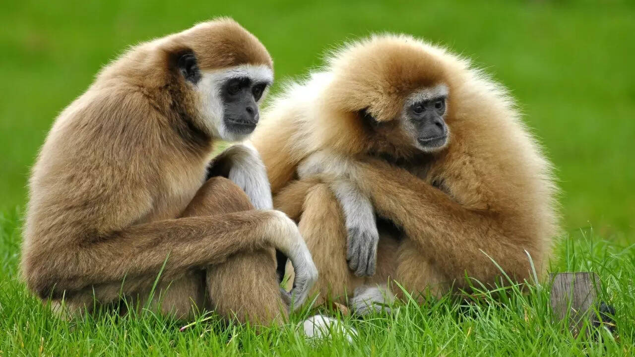 Gibbons