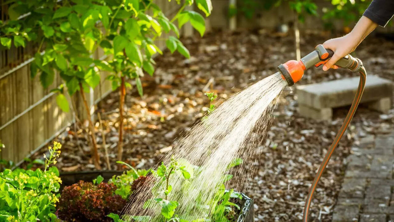 Water plants thoroughly