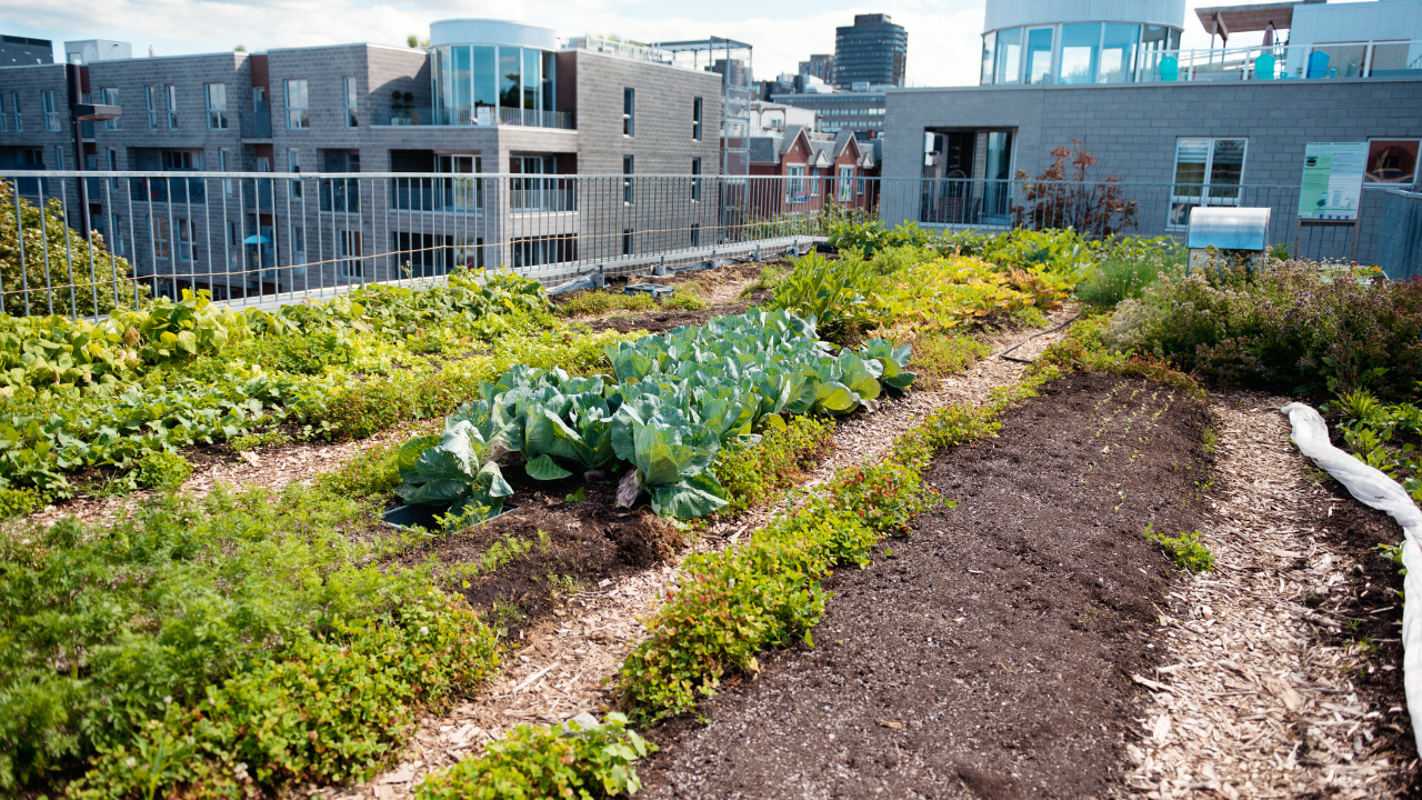 How to start your own rooftop garden: A step-by-step guide