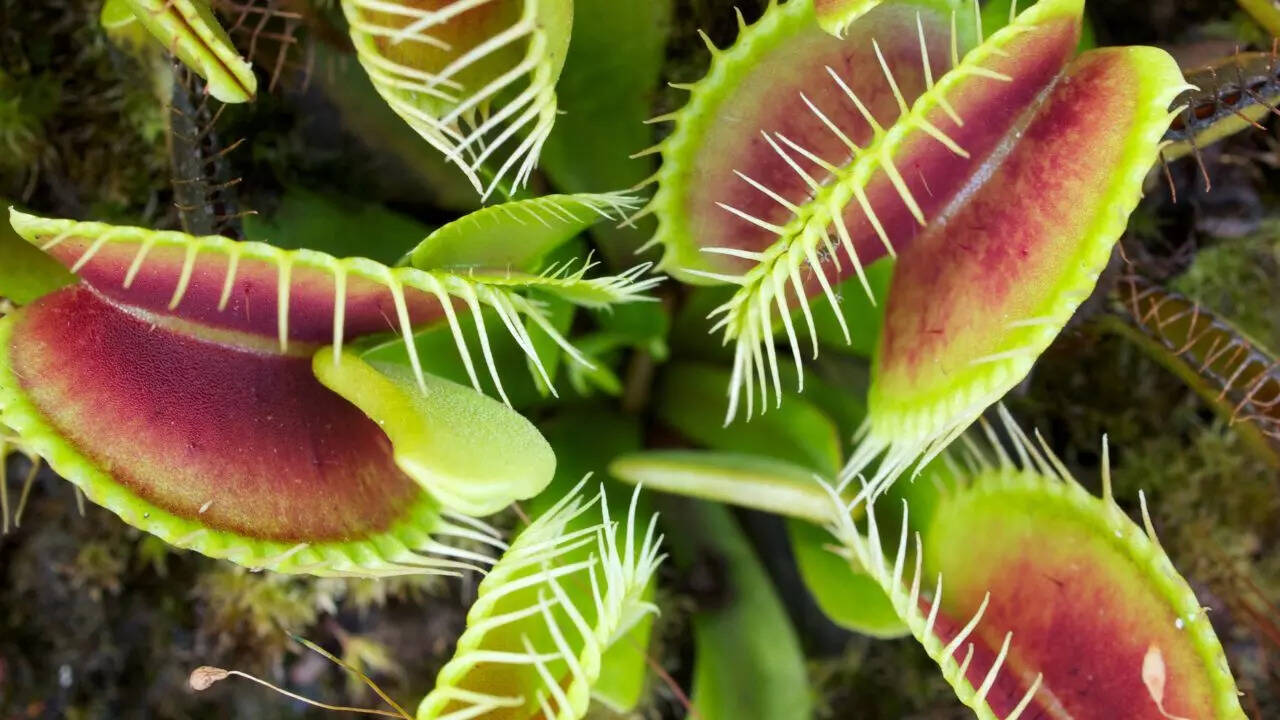 Venus flytrap