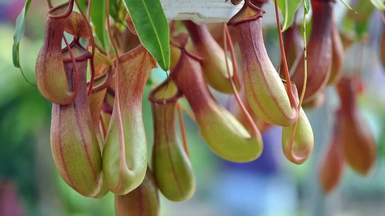 Pitcher plants