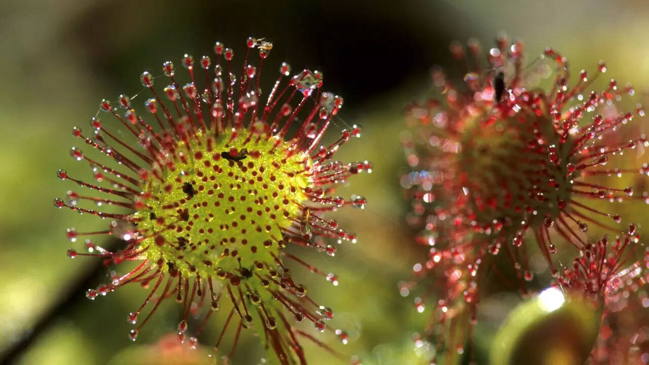Sundews