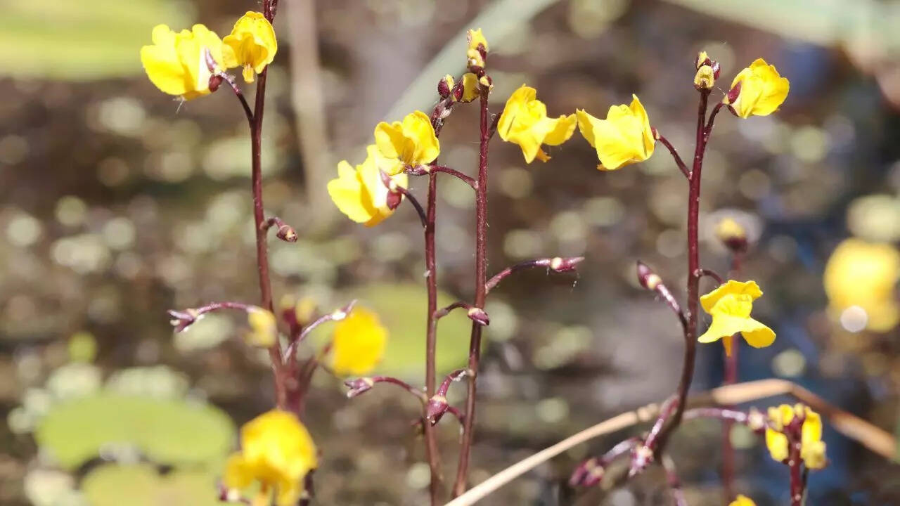 Bladderworts
