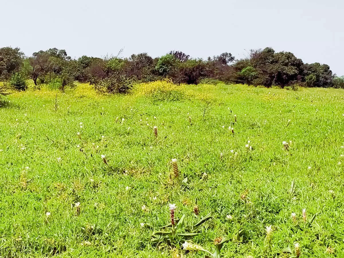 Kaas, Maharashtra