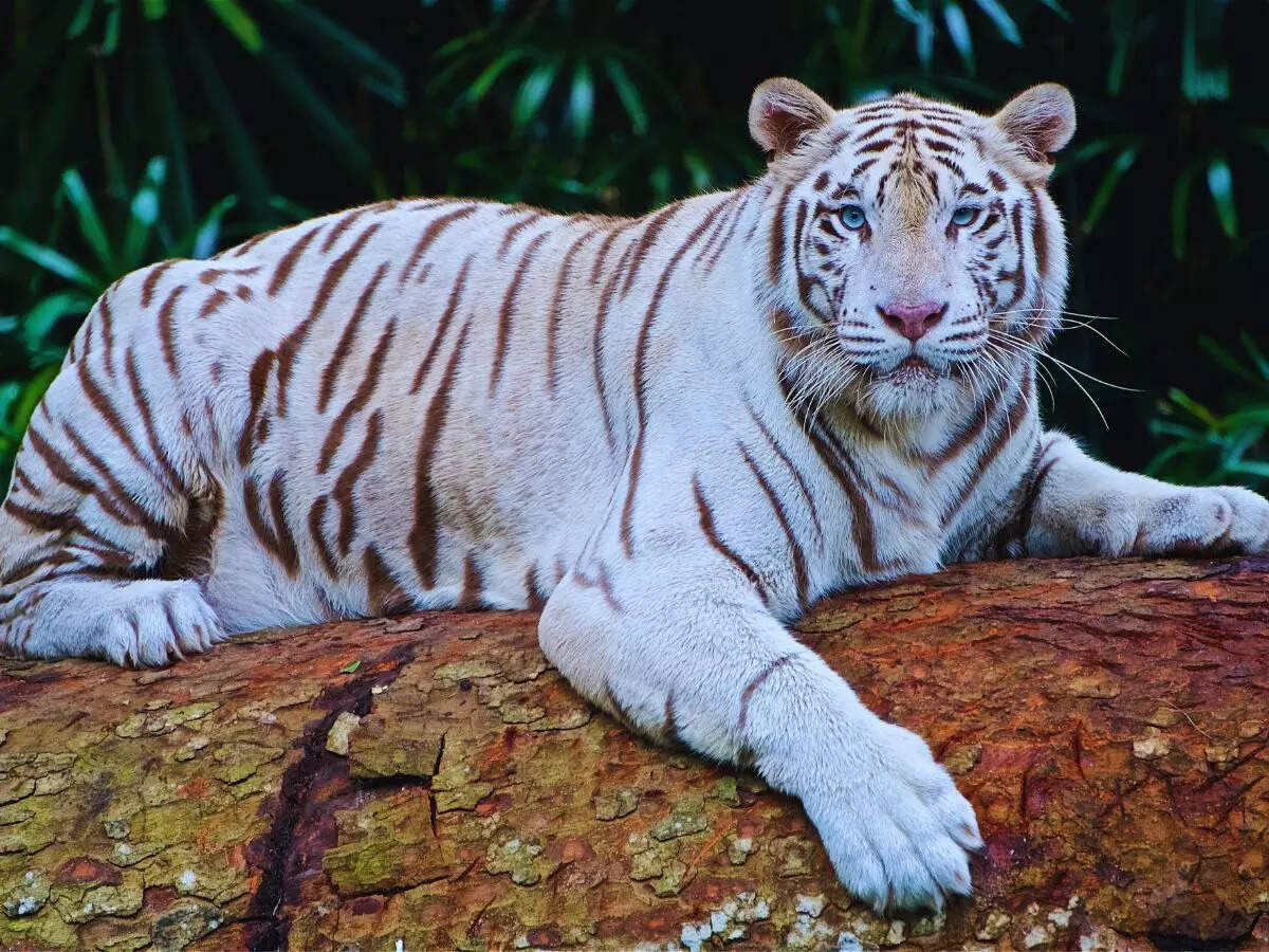 white tiger