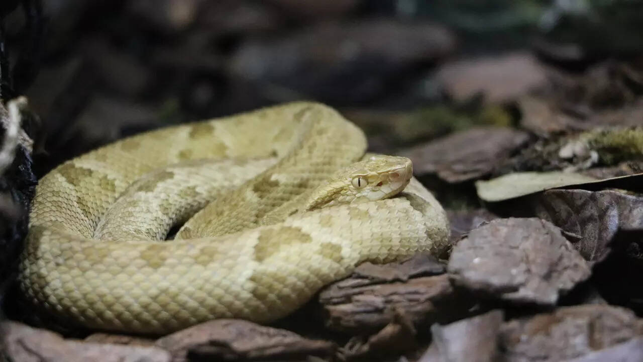 golden snake