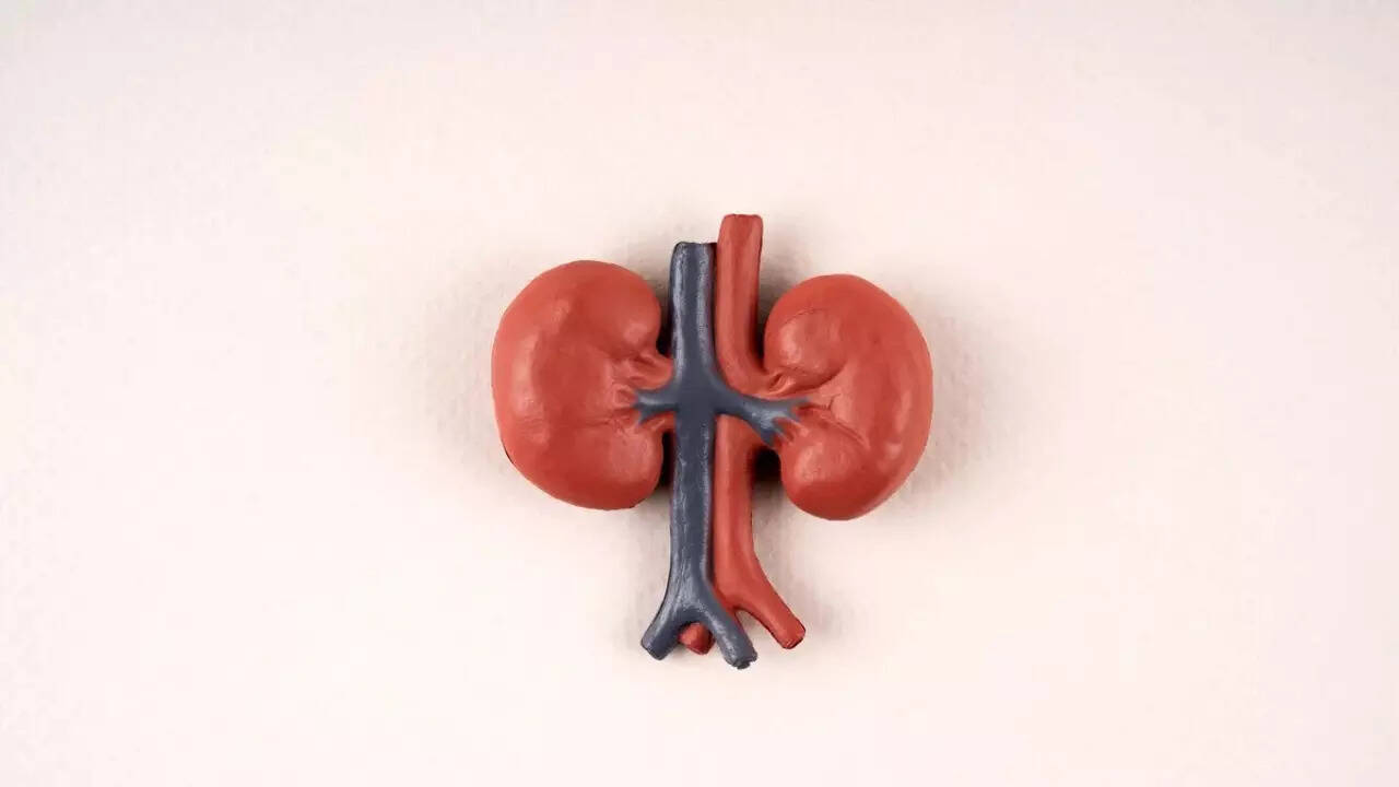 Kidney