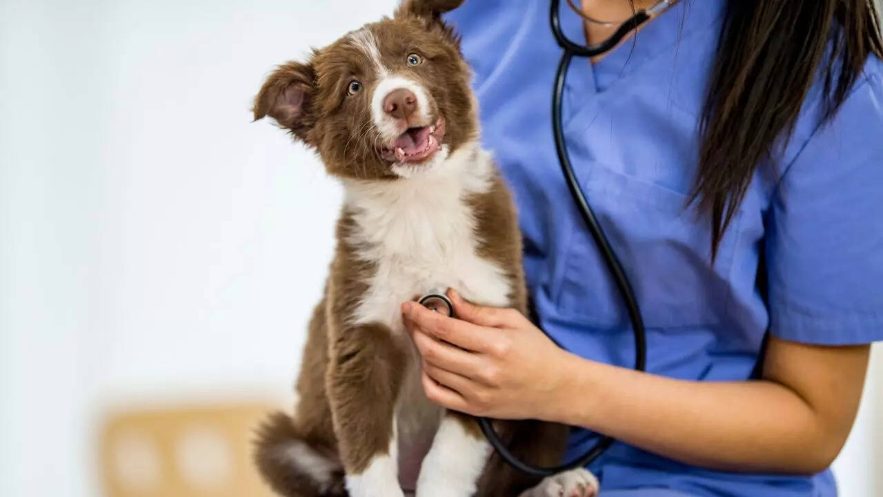 How vets find dog hypertension symptoms