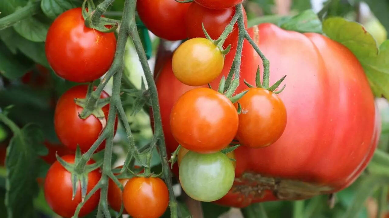 Bonus tips to boost your cherry tomato harvest
