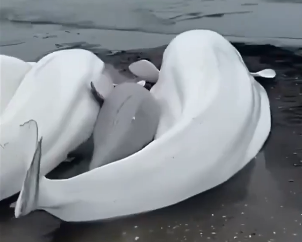Beluga whales on the shore (Photo: X)