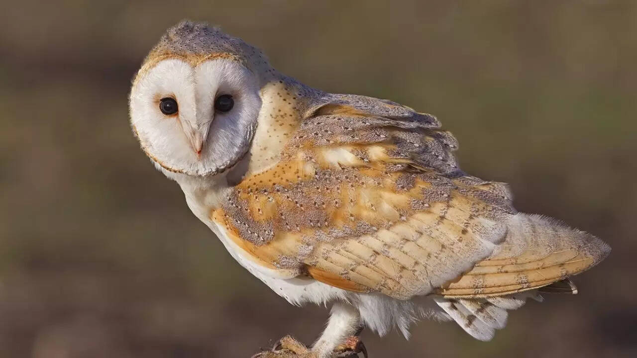 Barn owl