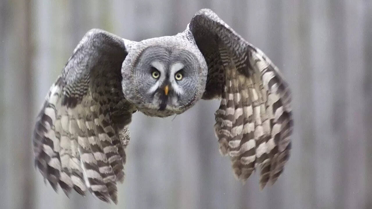 Great grey owl