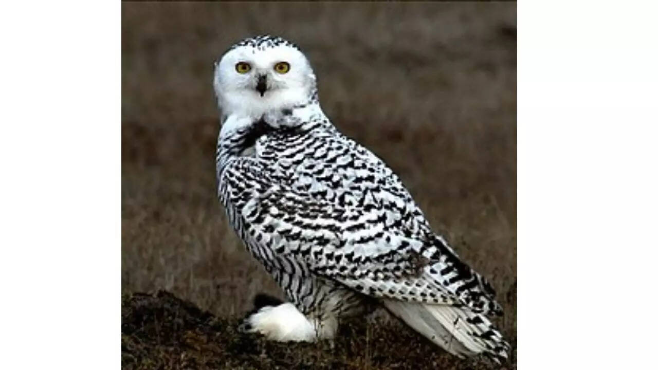 Snowy owl