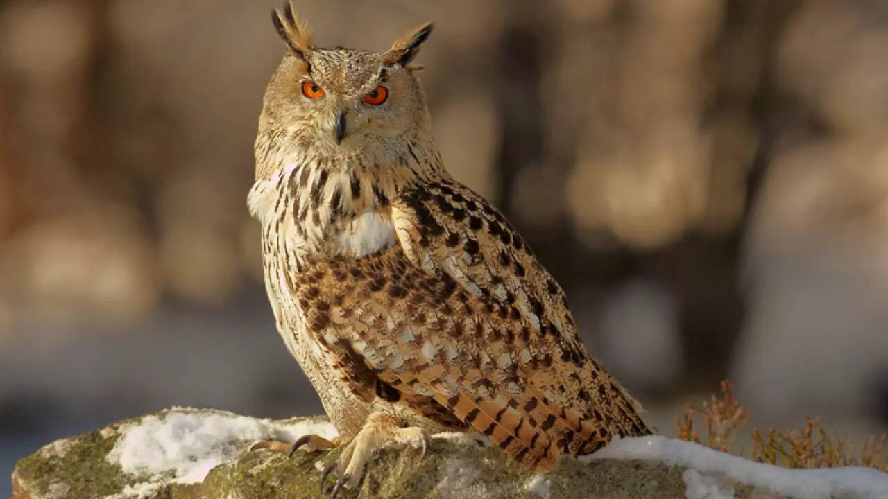 Eurasian eagle owl