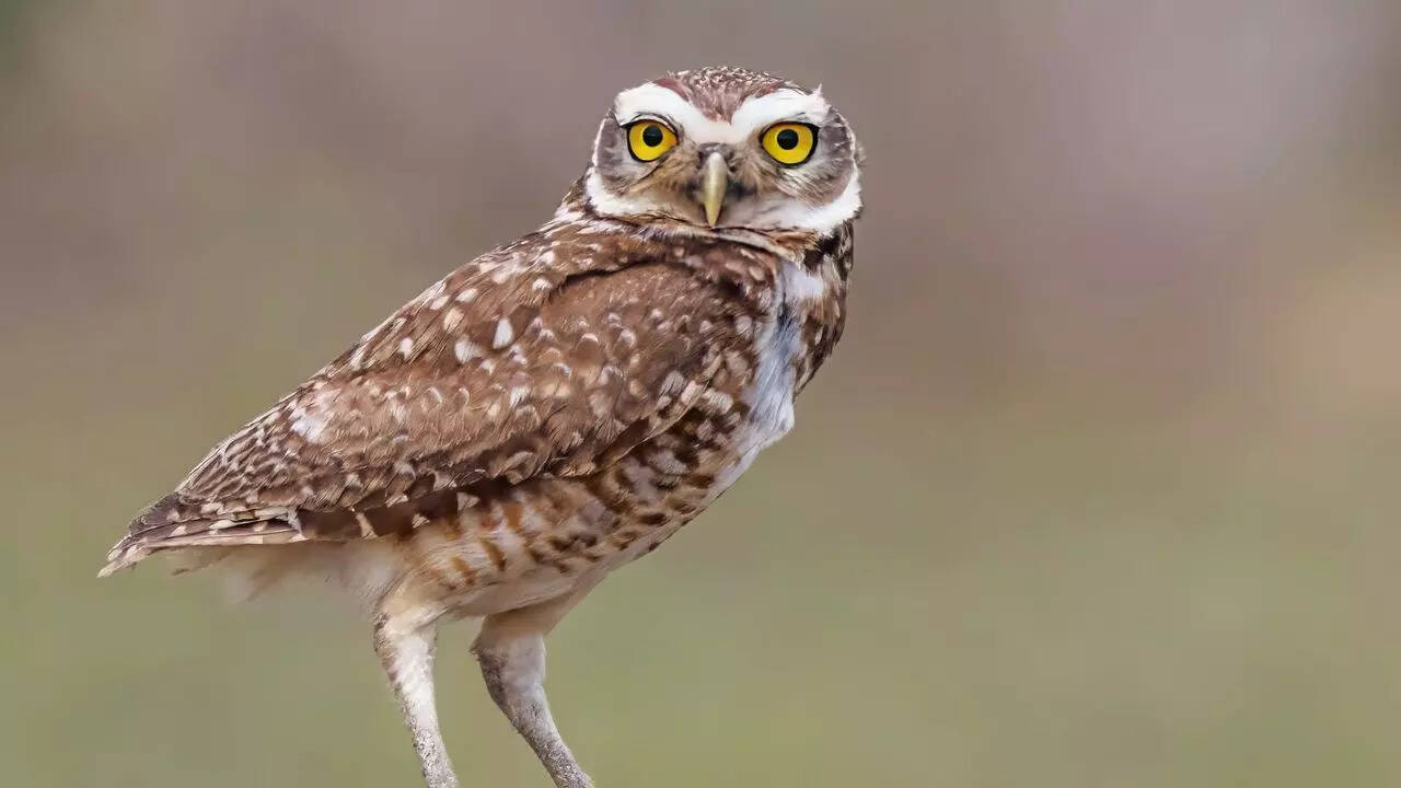 Burrowing owl