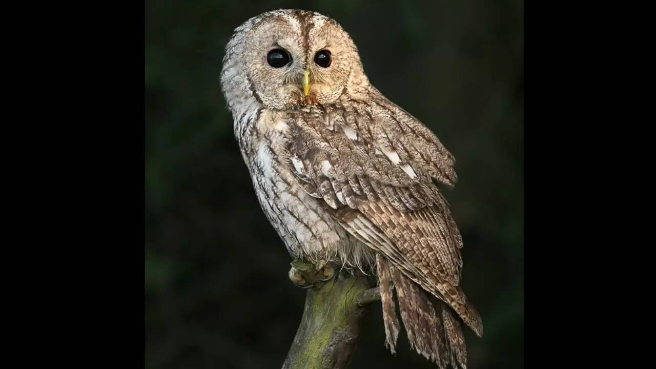 Tawny owl