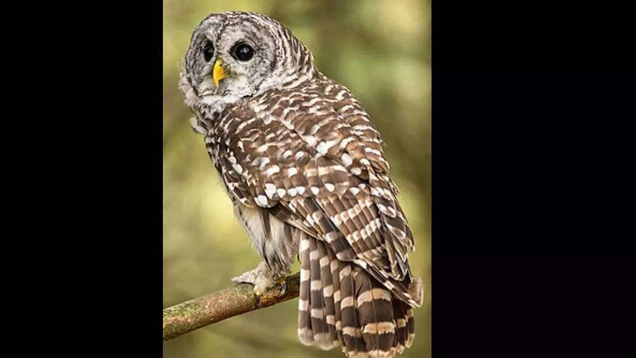 Barred owl