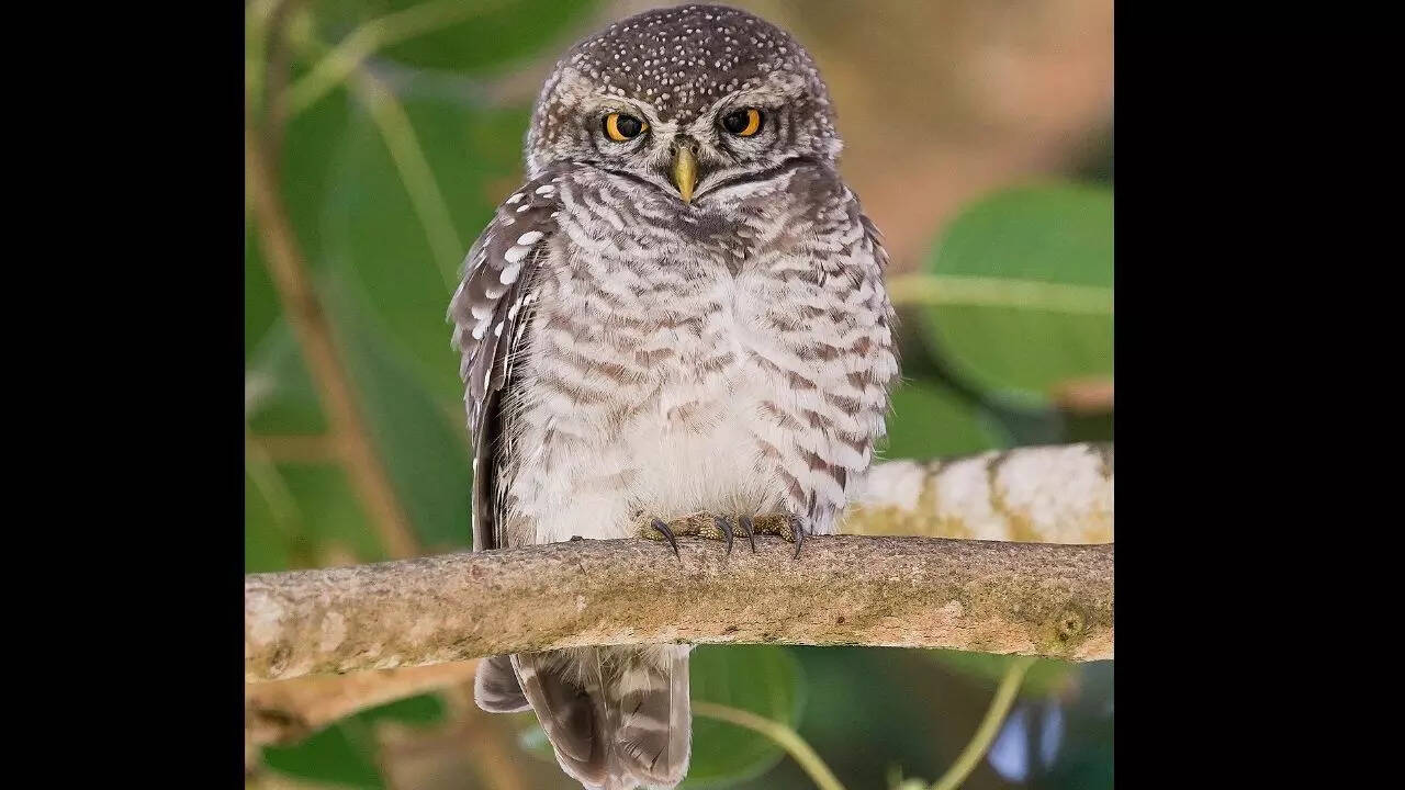 Spotted owlet