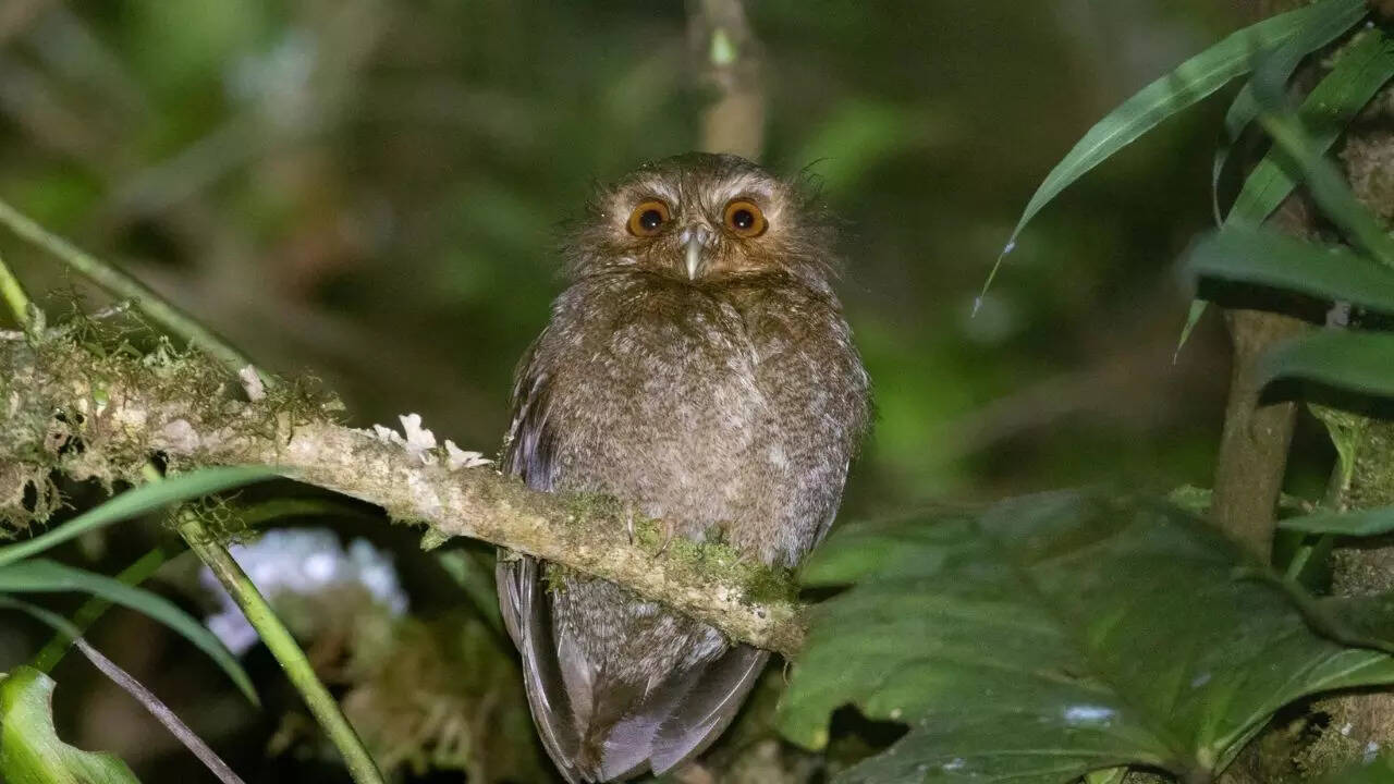 Long-whiskered owlet