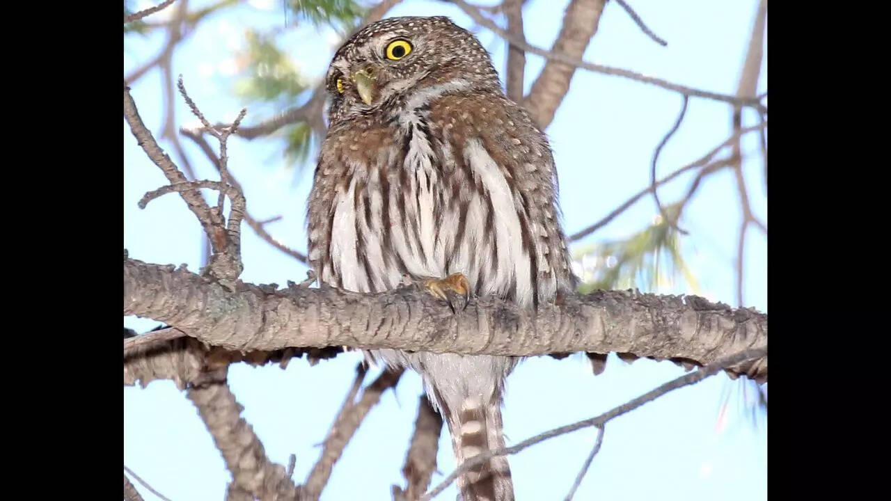 Northern pygmy owl