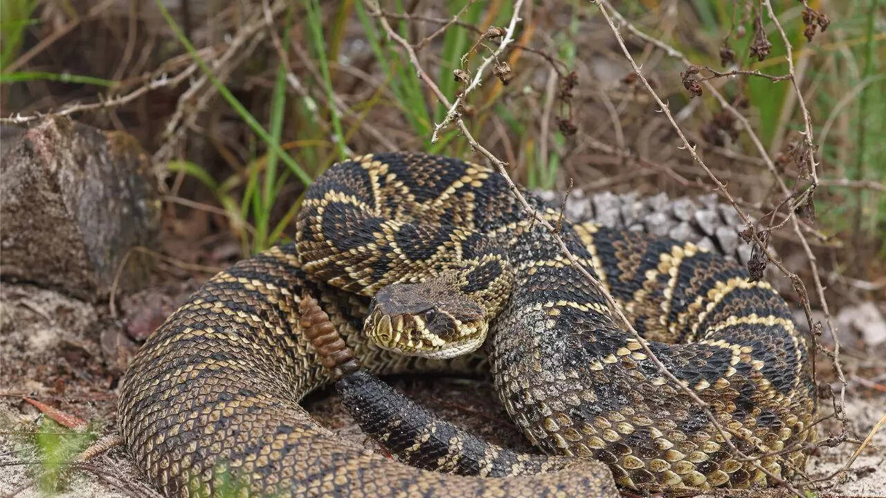 Rattlesnake behaviour