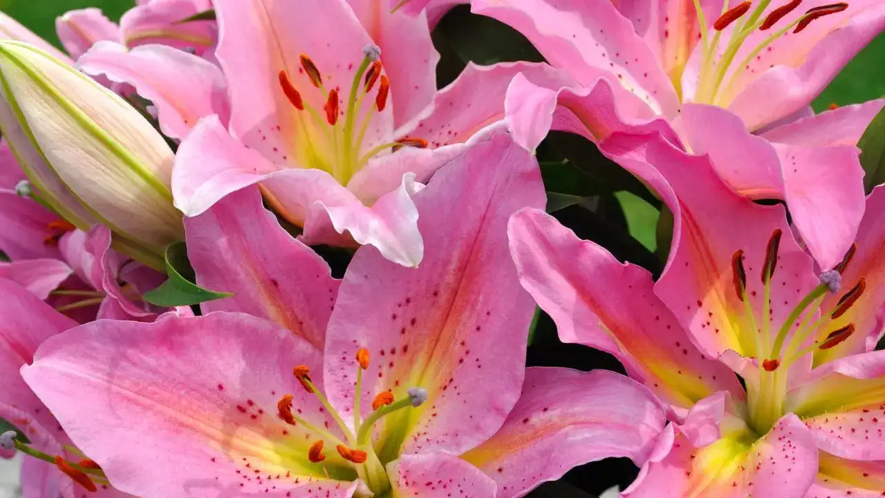 Choose the right type of lily